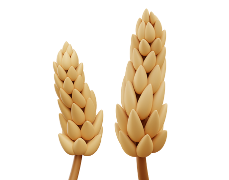 Wheat-P-1